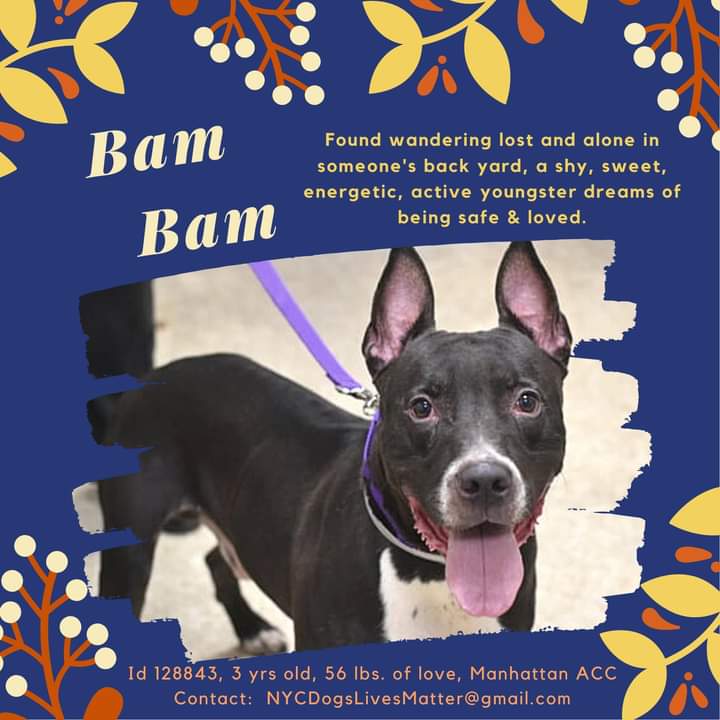 CataldiVincenza's tweet photo. 🆘️🥵💔Needs a foster desperately, Bam Bam #128843 is off the site and awaiting euth.😪at Manhattan ACC https://t.co/TtJMH17EqJ