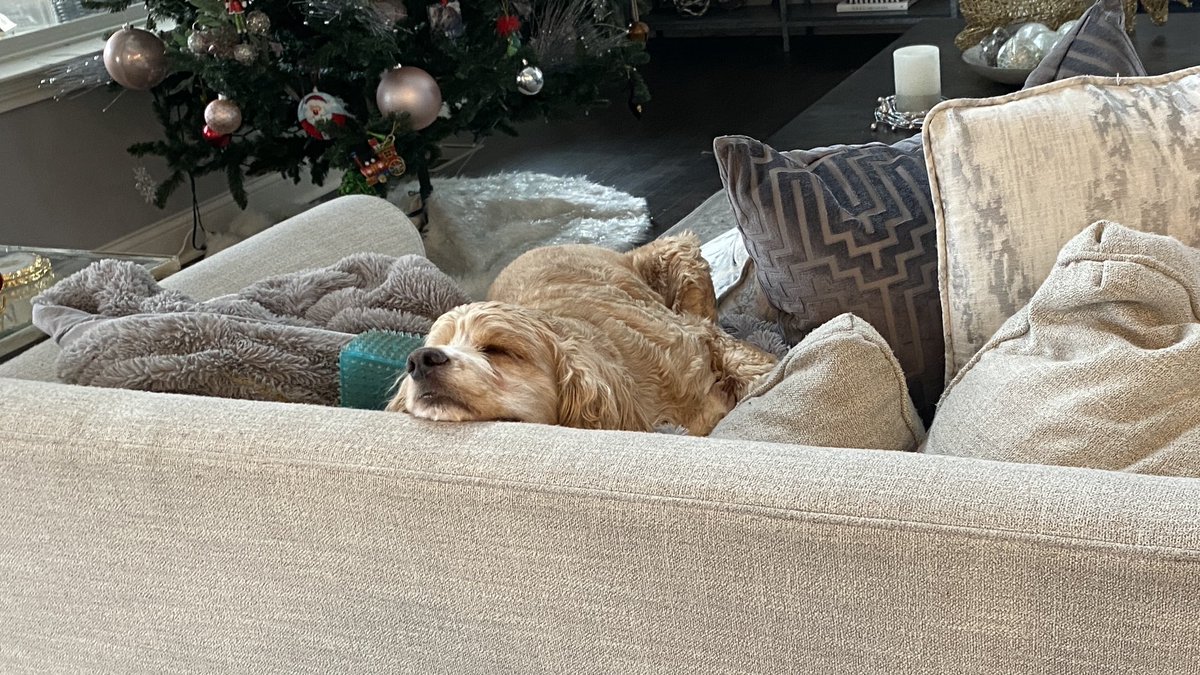 ShereeWLWT's tweet photo. As I’m leaving for work I see this👇🏼
Man I want his life!
Go outside… sleep. 
Eat… sleep.
Get a treat… sleep. 
Repeat. 😂 https://t.co/q9jHi5PXl4
