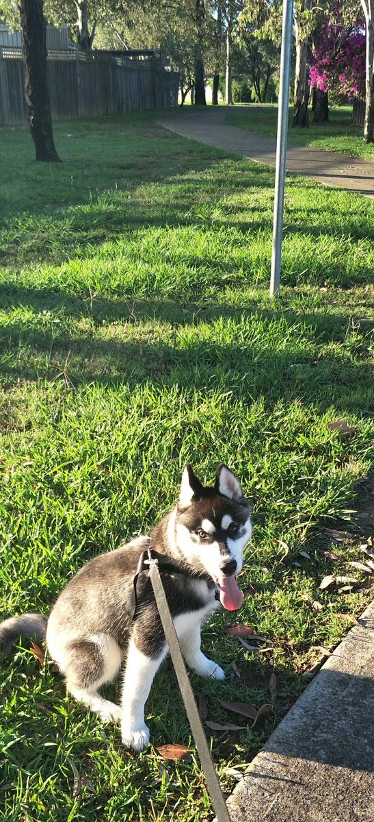 SorrentiTracey's tweet photo. Beautiful summer Friday morning here after weeks of rain. Walking this rascal keeps me moving โค#mypeakchallenge #samheaughan #aussiepeakers https://t.co/cHgmFVoz1I