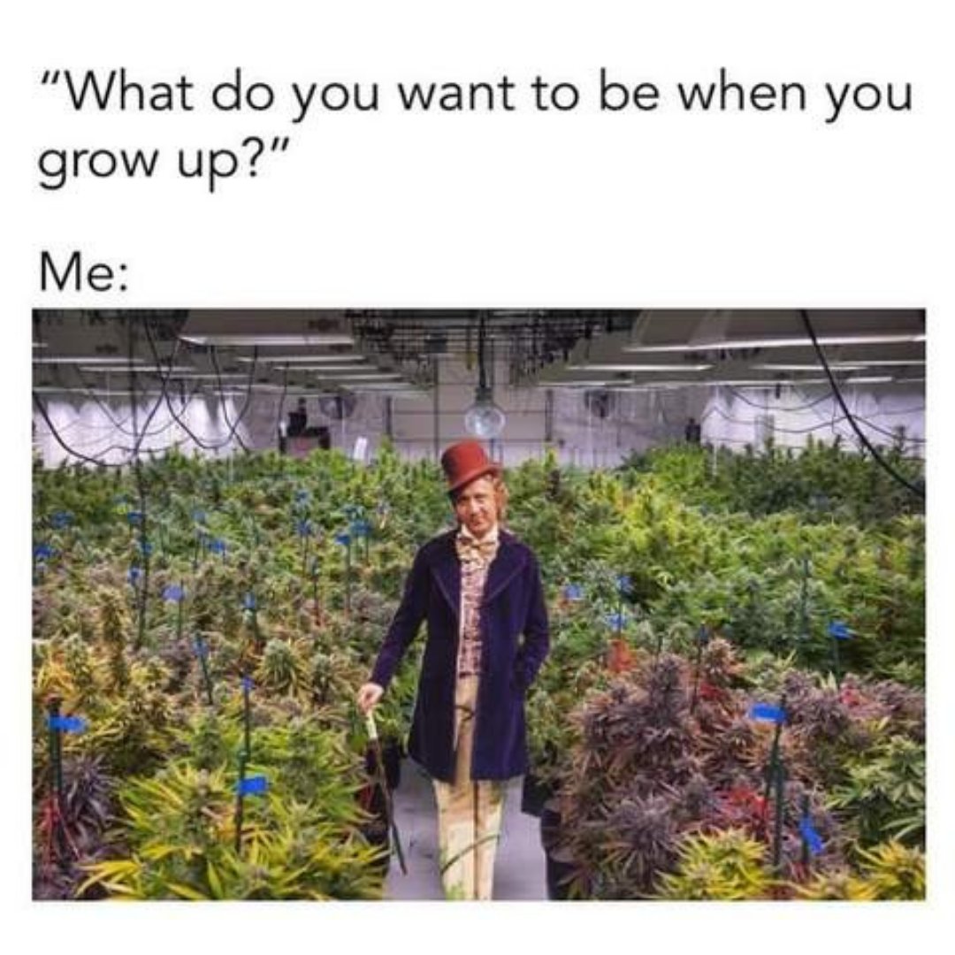 Order now 😉 farmerslabseeds.com