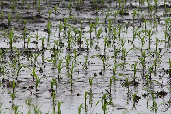 ProAgIns's tweet image. What is the Quality Loss Option (QL)? How does the QL work with my #cropinsuance? Learn the answers and more at the RMA FAQ page on Quality Loss Option. bit.ly/3nvyAnS Then talk with your trusted ProAg agent to determine if this option fits your operation.