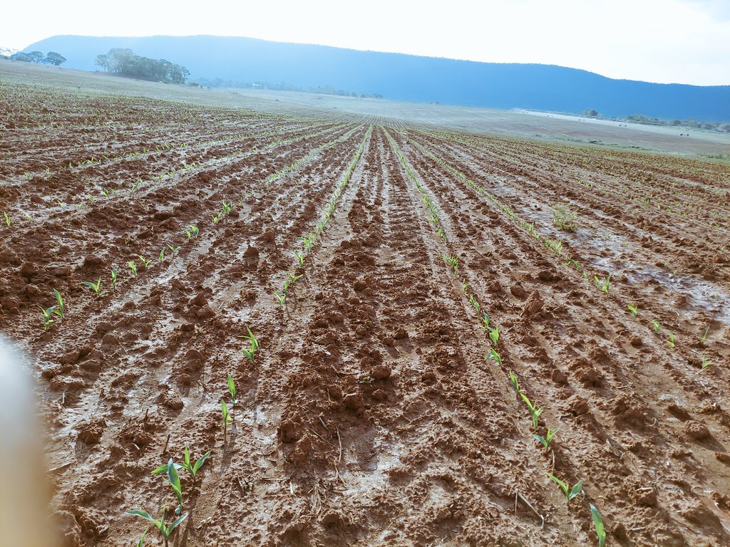 PoteDior's tweet image. Joy of seeing Sc 727 crop slowly unleasing its genetic potential under capable hands of the environment.......Weed Free,Stress free,perfect heat Units,Good soil Nutrition,No disease or pest infestation as yet......we call it G by E interaction.Genetics by Environment interaction
