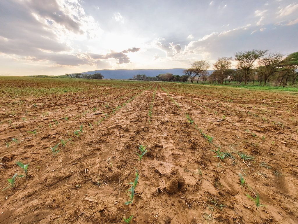 PoteDior's tweet image. Joy of seeing Sc 727 crop slowly unleasing its genetic potential under capable hands of the environment.......Weed Free,Stress free,perfect heat Units,Good soil Nutrition,No disease or pest infestation as yet......we call it G by E interaction.Genetics by Environment interaction