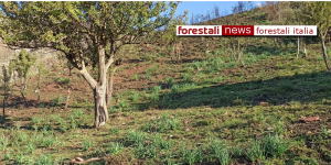 ForestaliNews's tweet photo. Forestali Campania. Si prospetta un Natale sotto la Regione https://t.co/IIddMKLP1h
