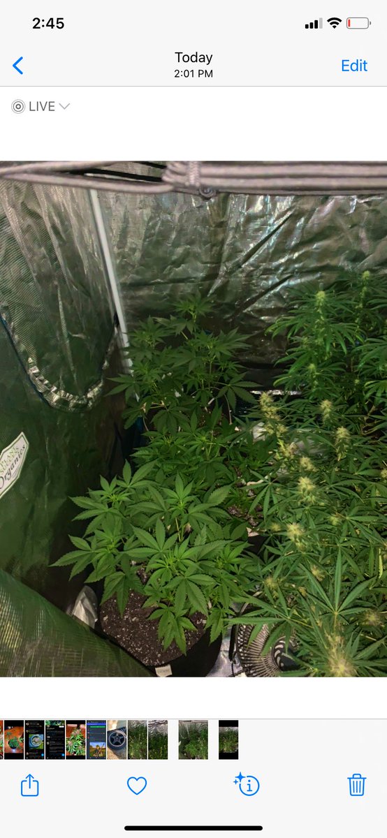 GroveGrower's tweet photo. Gorilla Glue and Amnesia flowering. Patiently waiting on my @irvineseeds level 1 testers to 🌺 as well.  #GrowYourOwn #IrvineArmy #TheSensei https://t.co/sAZHm7wzK3