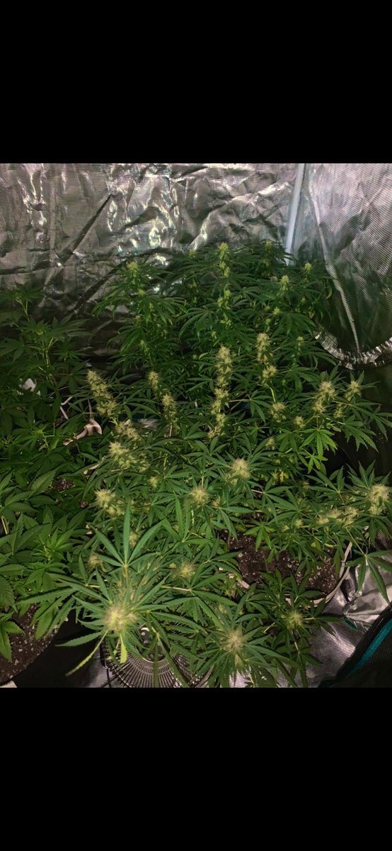 GroveGrower's tweet photo. Gorilla Glue and Amnesia flowering. Patiently waiting on my @irvineseeds level 1 testers to 🌺 as well.  #GrowYourOwn #IrvineArmy #TheSensei https://t.co/sAZHm7wzK3