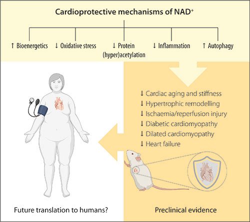 #InDepth NAD+ metabolism in cardiac health and as a potential therapeutic target for cardiovascular disease @mah_abdellatif #AHAJournals ow.ly/L7wW50H0WIY
