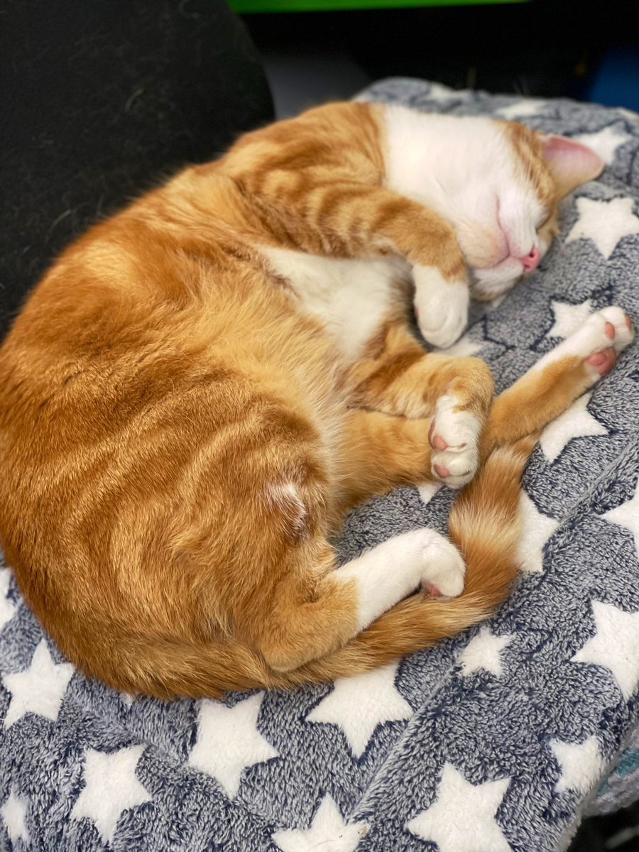 Night night sweet dreamies 

Almost everything will work again if you unplug it for a few minutes. 
Including you.

Please do look after yourself &amp; rest when you need to as you matter 🧡

#CatsOfTwitter #CatsOfTwitter #CatsofTwittter #catsofinstagram