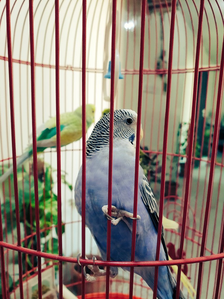 Mo7_Warda's tweet photo. 💙

#تصويري
#Yemen
#birds
#صنعاء
#اليمن https://t.co/ZospOf6T94 https://t.co/n4YH4gzSE7