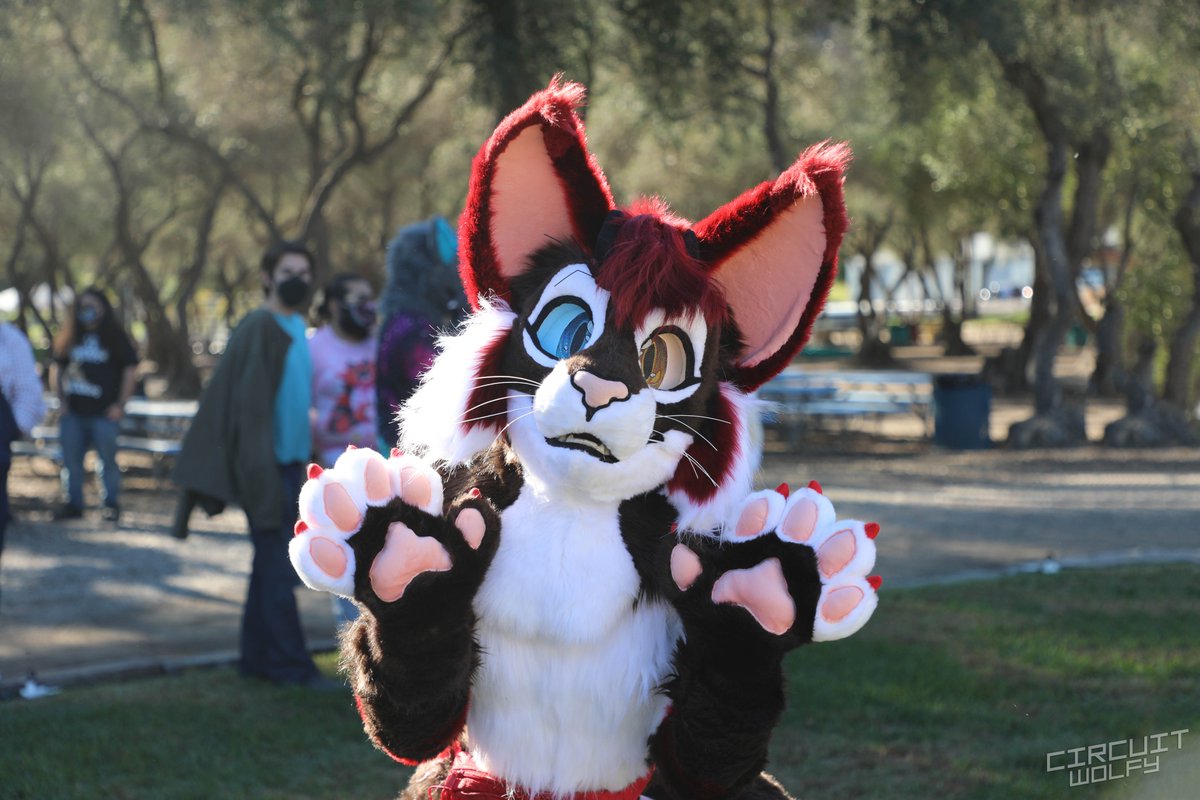 CircuitWolfy's tweet image. Some photos I took at the Rose Bowl Furmeet and San Diego Furries meetup from last month.

More photos: flickr.com/CircuitWolfy/a…

@rbfm1
@SanDiegoFurries
