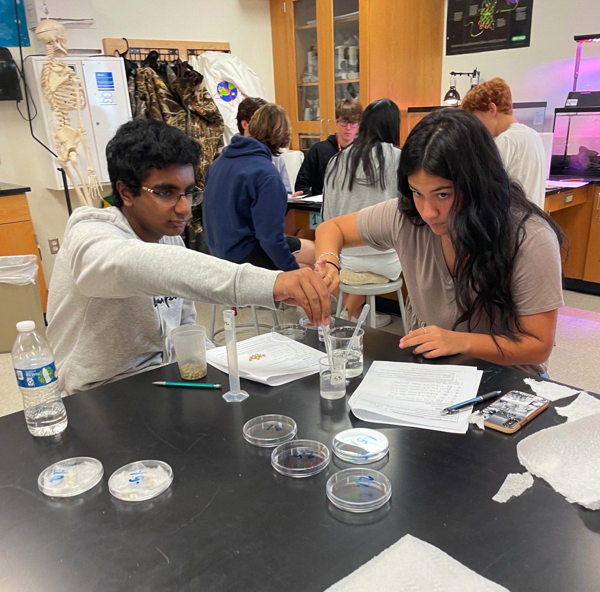 burtonbiology's tweet photo. Soil salinization studies. serial dilutions. salinity tolerance in pea seed germination #ghsapes https://t.co/daesYX6LVM