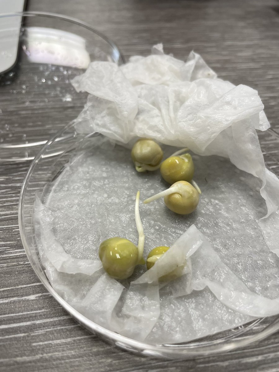 burtonbiology's tweet photo. Soil salinization studies. serial dilutions. salinity tolerance in pea seed germination #ghsapes https://t.co/daesYX6LVM