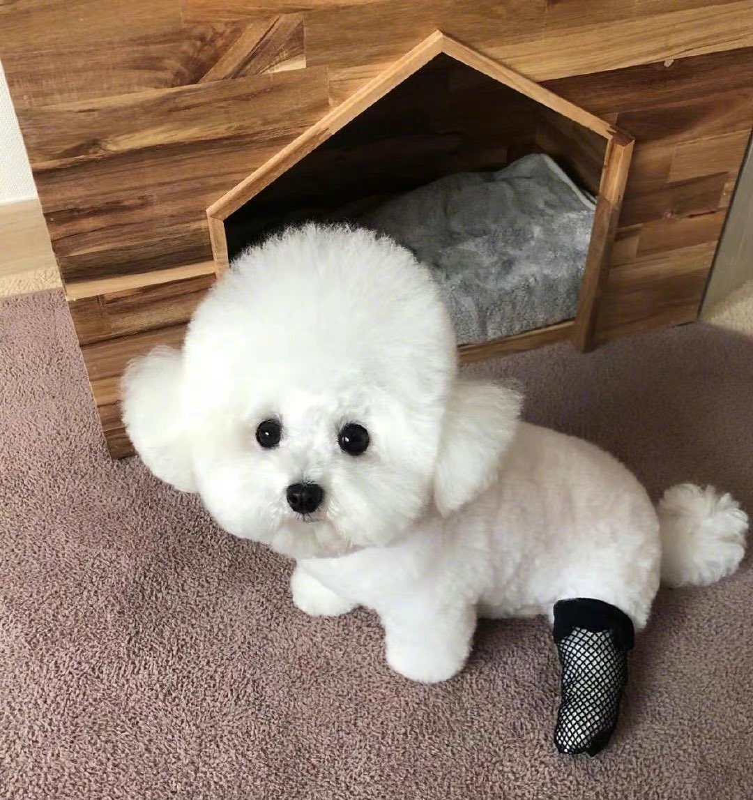 Yunq_77's tweet photo. 狗都会穿黑丝了
怎么你还不穿给我看呢 https://t.co/t0594olw5e