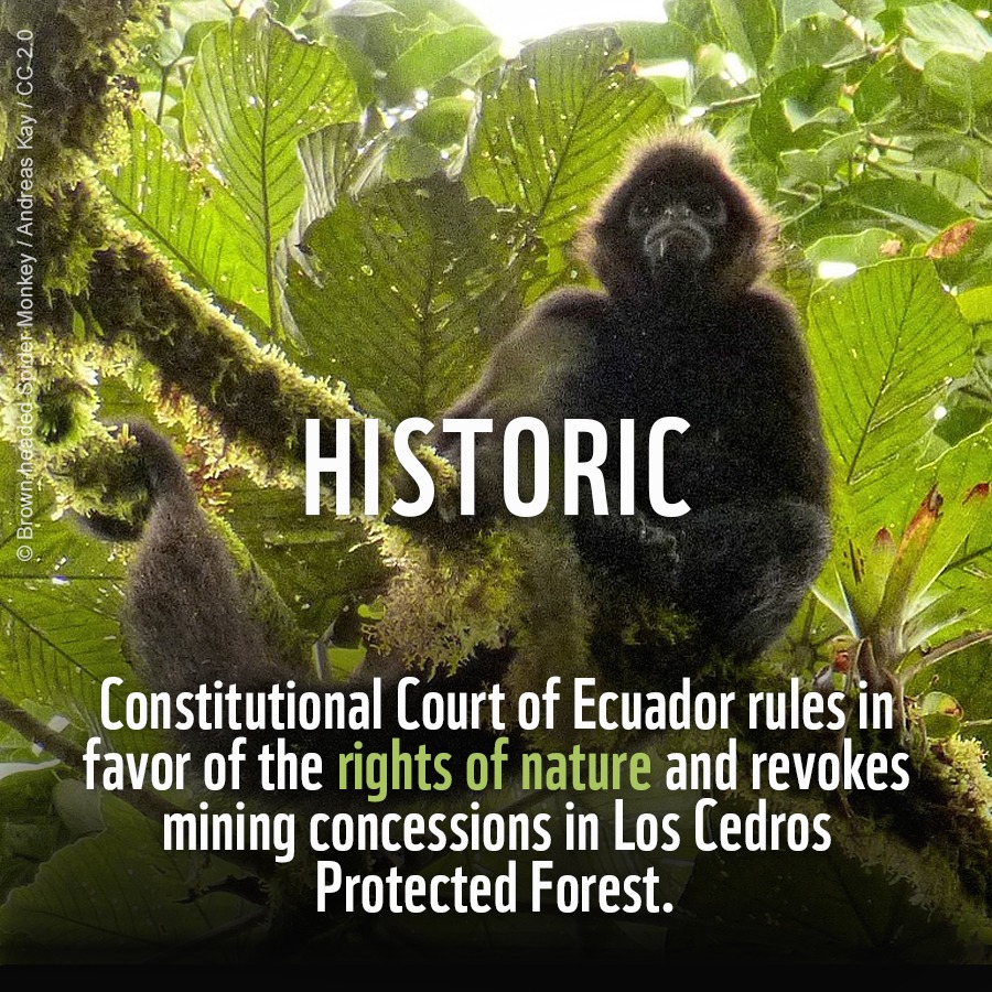 A historic day for conservation in Ecuador 🇪🇨. The <a href="/CorteConstEcu/">Corte Constitucional</a> ruled that mining in Los Cedros Protected Forest constitutes a violation of the rights of nature, setting a significant precedent. <a href="/WWFEcuador/">WWF Ecuador</a> 

theguardian.com/environment/20…