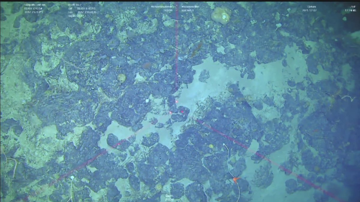IceAGE_RR's tweet photo. Thanks to all who have followed our live dives through our IceDiva2-expedition. Today was our last dive for now, but if you didn't manage to view while we were live, or you want to see something again, check out https://t.co/yA8J18eags @Senckenberg @iAtlanticEU #DeepSea #benthos https://t.co/NIcLC0BoPP