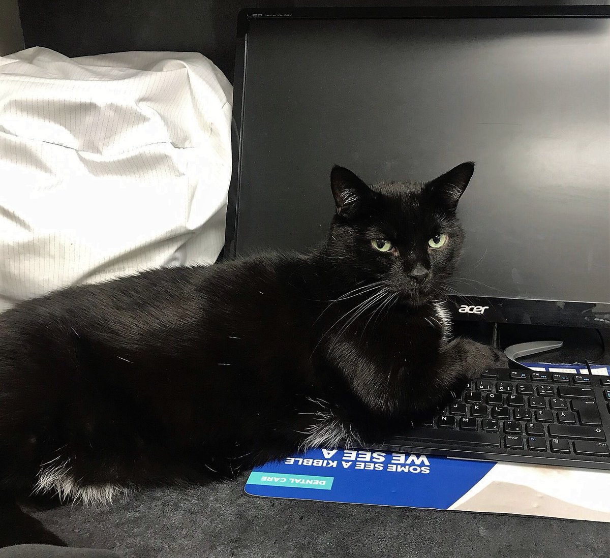 DrEllenKinzl's tweet photo. "Look. I'm here. I'm trying to do the bookkeeping. But you keep kicking the power bar off and I CANNOT keep working like this. Call me when you get it together." - Will, who has HAD. IT.
.
.
#officecats #interiormonologue #blackcats #veterinarian https://t.co/HKbZjN5Trq