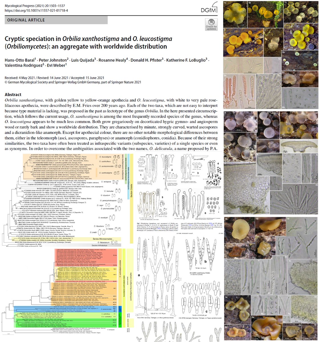 LeotioLover's tweet photo. Our work about #cryptic #speciation in #Orbilia is already published in #Mycologicalprogress
This integrative work #morphology #DNA shows how much we know about after the recent publication of the monograph of #Orbiliomycetes and still all that can be done in a future https://t.co/WxLkg8c7Ei