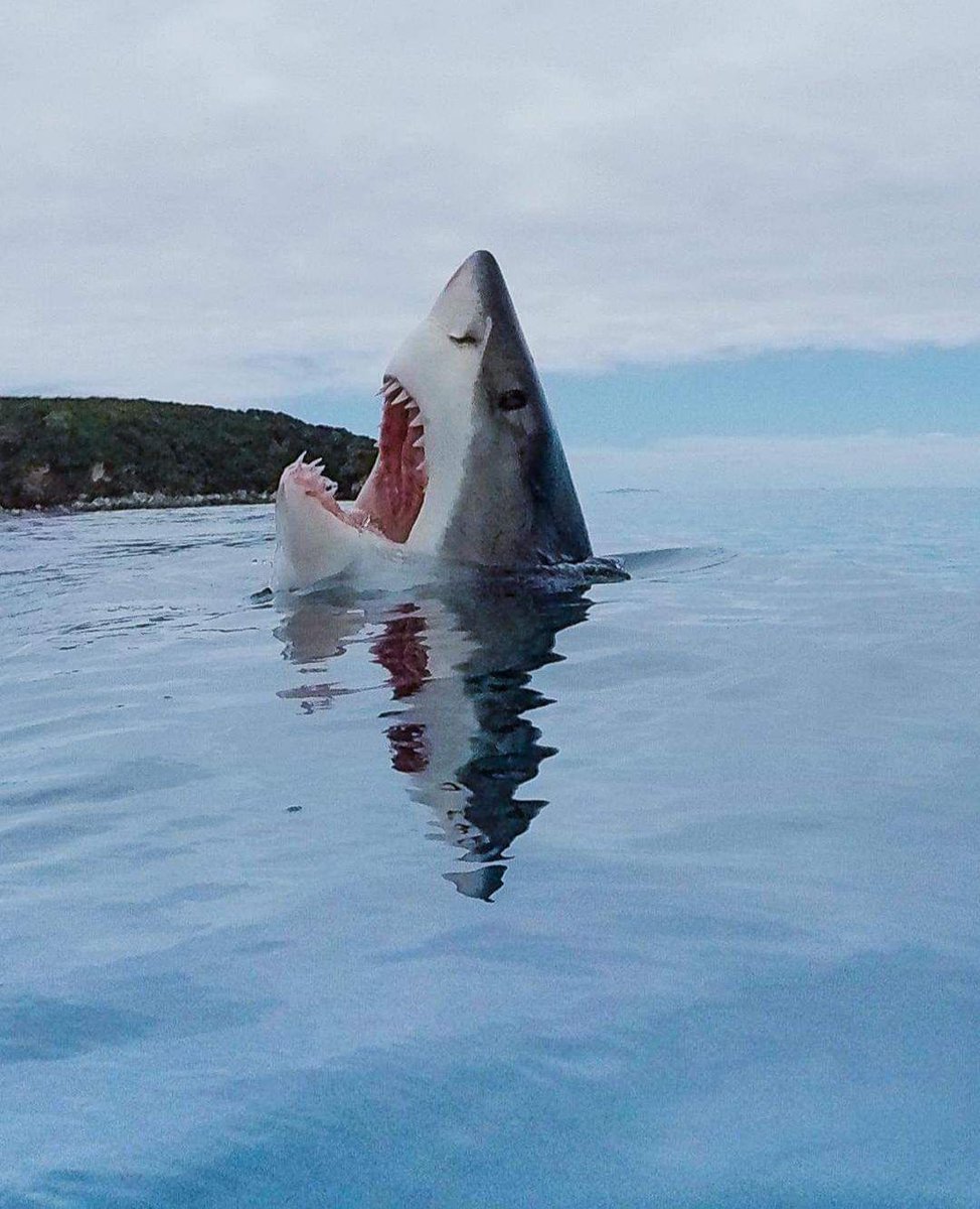 ThinkAtheist's tweet photo. Rare image of a shark stepping on a Lego. https://t.co/Pa9Bute7qJ