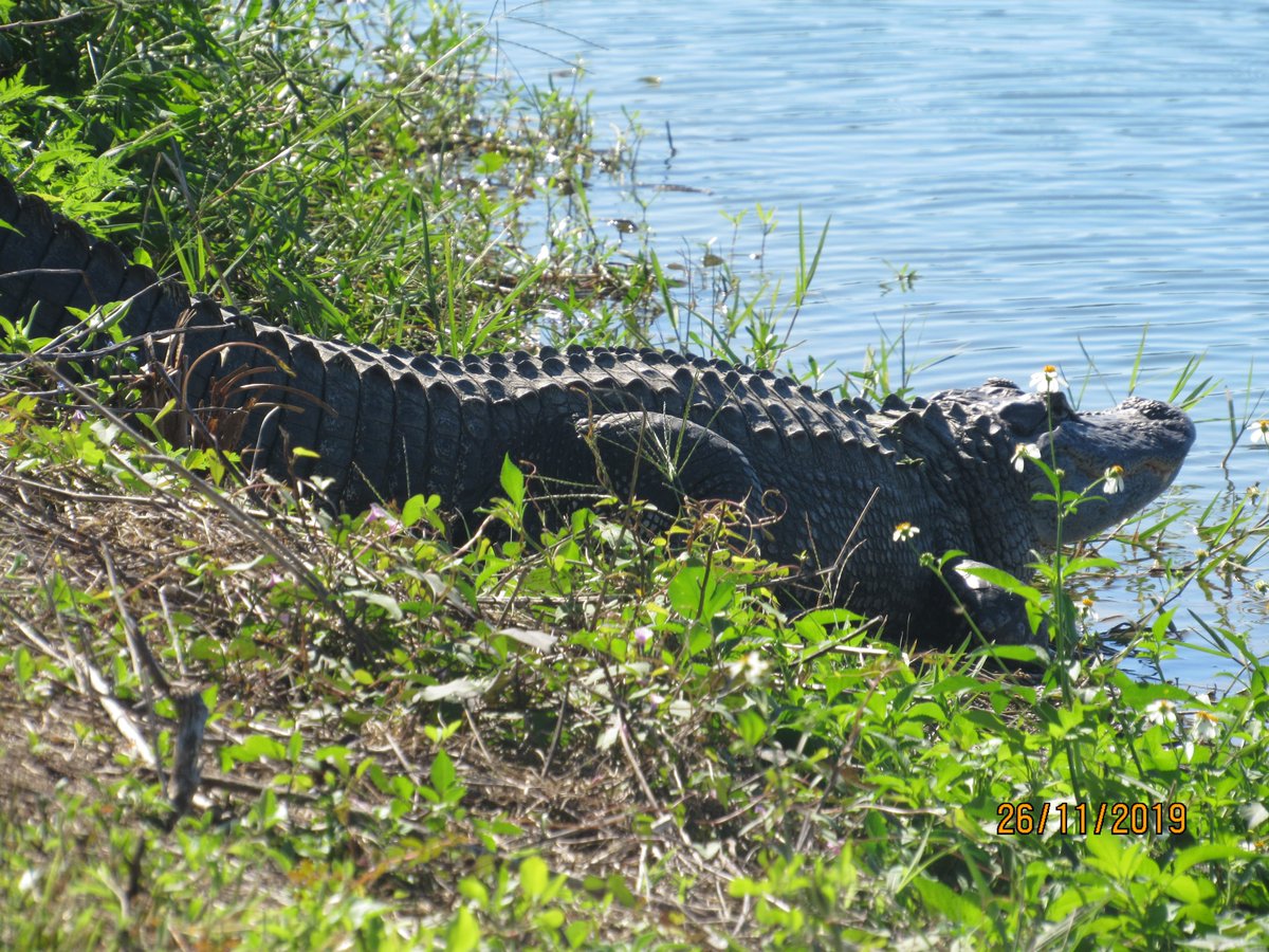 PATRICI55845750's tweet photo. #nature #naturelovers #NaturePhotography #AnythingButBirds #TwitterNatureCommunity #IndiAves #TribeIndiAves
A fairly small alligator about to slip back into the water.
Had enough sun to warm itself up for the day. https://t.co/AeqntI9Qkb