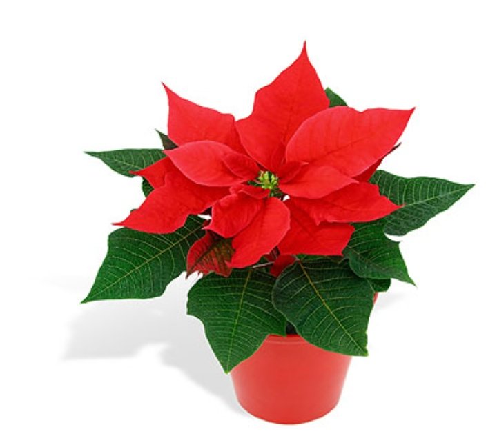 POMONA_SPROUT1's tweet photo. + No se olviden de firmar, por cierto antes de salir de clase, cojan una flor de navidad, me parecio un detalle bonito para estas fiestas. 
Nos vemos el año que viene, disfruten #HerbologyEh https://t.co/3ld731erDG
