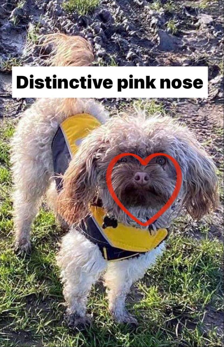 KarenFi51820768's tweet photo. @ollymurs can you help with a #RT too the family are devastated that Bjorn is still not home 😭 we need all the help we can get to #FindBolonkaBjorn hes so very much missed by his family https://t.co/fYfjzSMSuO