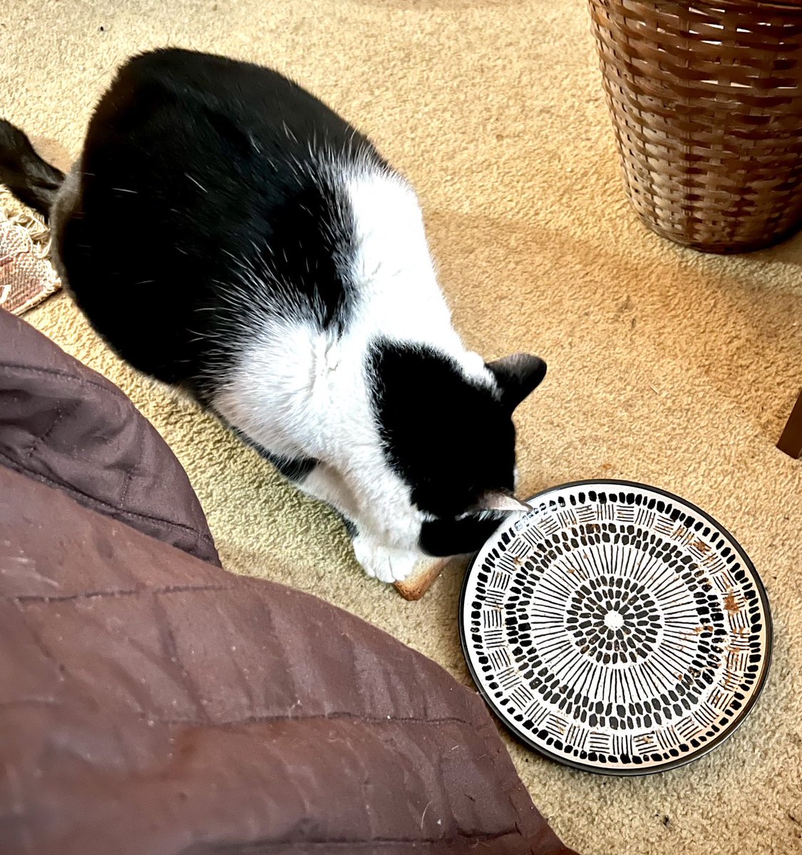 Ripley_DM's tweet photo. Ozzy got his own toast from his hoomin plate...stealing is better than sharing!

Check Ozzy's weekly purrs and meows on his blog: https://t.co/BPg6FP8yIp

Read all about Ozzy's and Tolkien's adventures at home on their comic, Life with Ozzy and Tolkien at: https://t.co/VYsSHbGTTA https://t.co/Jl2LL57Dek
