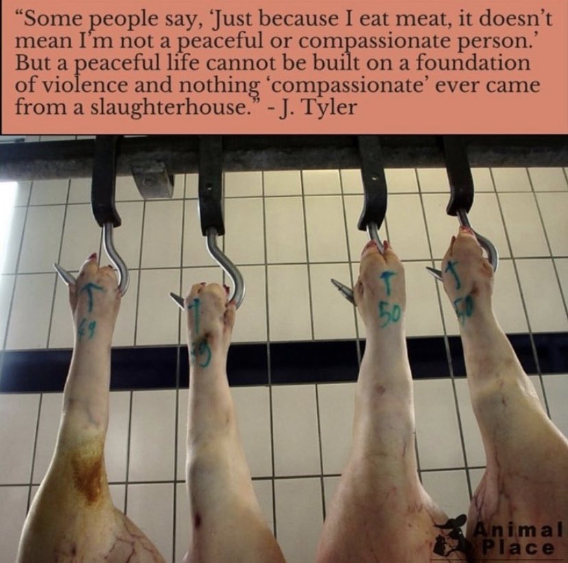 Nana15Vegan's tweet image. Peace never comes from violence…