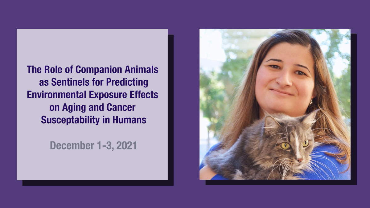DogAgingProject's tweet photo. Dr @MGCastelhano oversees the Dog Aging Project Biobank at @Cornell. Biobanking allows our research to be shared and continue into the future.

Follow her today at @theNASEM's Workshop:

#NASEMCompanionAnimals
https://t.co/wrPKwm5lZq https://t.co/Jwrcqv9oUx