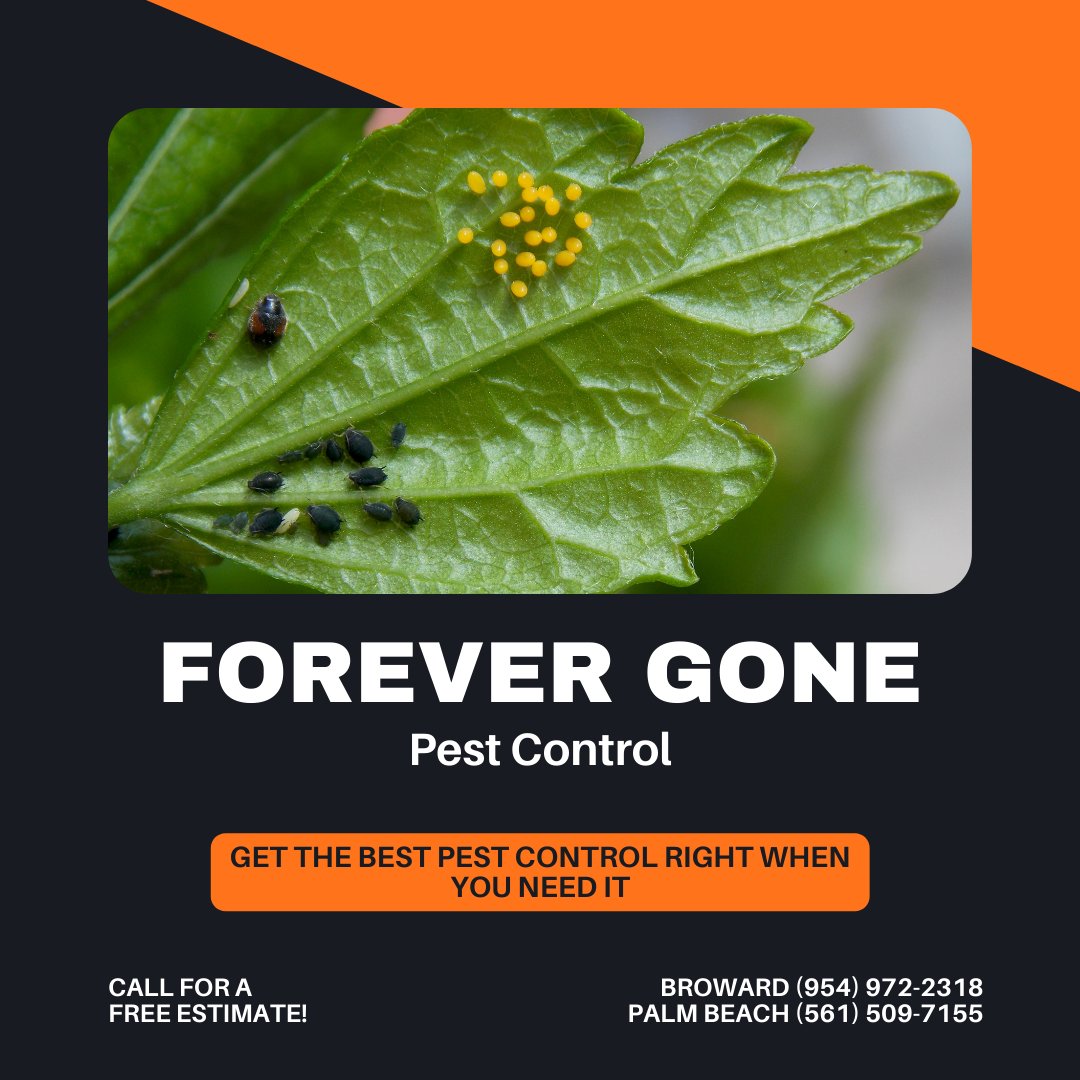 ForeverGonePC's tweet photo. We offer Premier Residential and Commercial Pest Control! Call for a Free Estimate Today!

#fall #pest #pestcontrol #southflorida #palmbeach #broward #bugs #forevergonepestcontrol #residential #commercial #lawncare https://t.co/FQqywZlkln