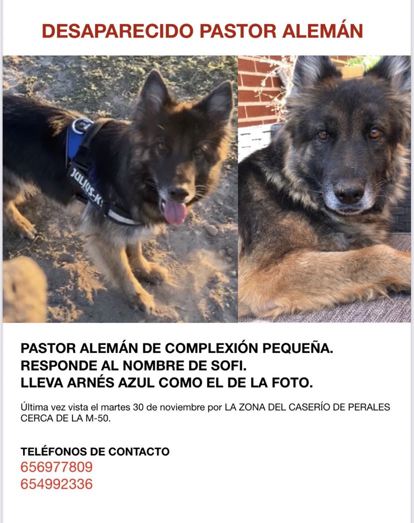 El martes Sofi se perdió por la zona de Perales del Río y todavía no sabemos nada de ella, creemos que puede estar por Getafe o zonas cercanas a la M50 
ÚLTIMA VEZ VISTA EN CERRO DE LOS ÁNGELES si alguien la ve por favor contantad con los números 🤍 muchas gracias 🙏🏼🙏🏼