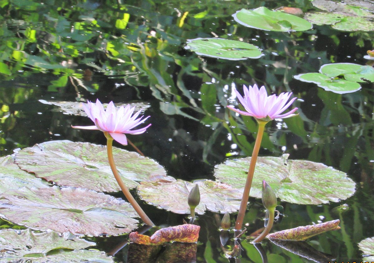 PATRICI55845750's tweet photo. #nature #naturelovers #flowers #Anythingbutbirds
#IndiAves #TribeIndiAves #TwitterNatureCommunity 
I have a passion for water lilies, but I'll just do 1!
Hope you enjoy it. https://t.co/d7lRL4NmmT