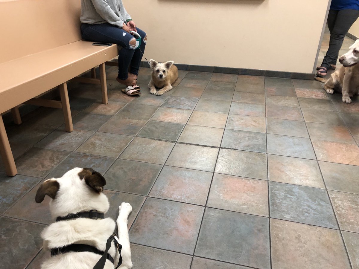 I was a good girl at da vet place. 👏 She said I do not have the scary cancer but I do have serious heart disease. 🥺 Hoomama is pupset. More pup dates tomorrow, frens. 🐶🐾❤️💔
#dogsoftwitter
#ZSHQ