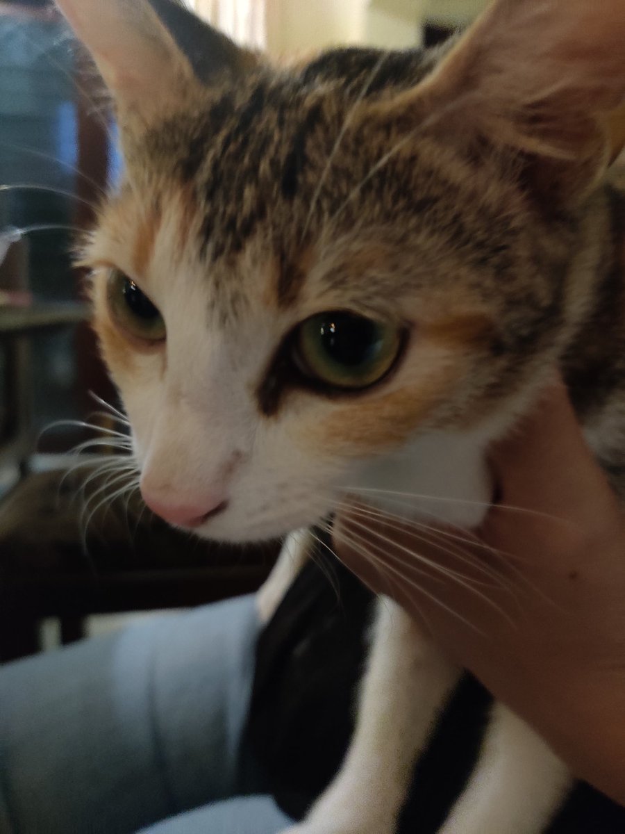 DatFelineFemale's tweet photo. Cutie patootie #CatsOfTwitter #meow #Caturday #TGIF https://t.co/5EHWieVrfu