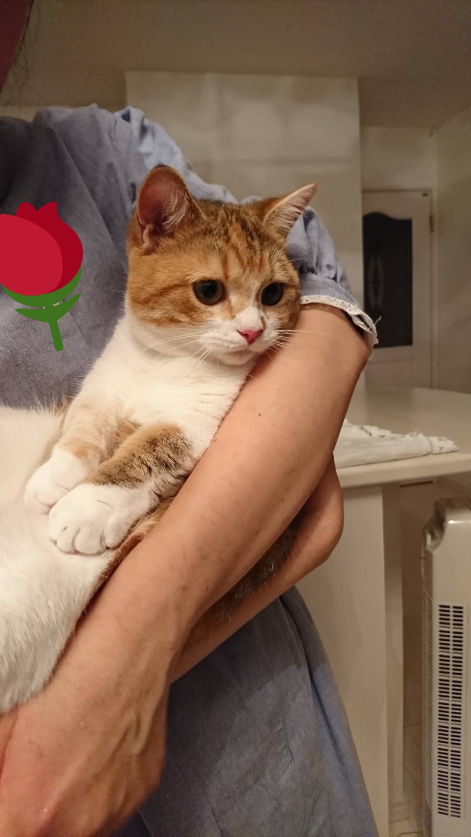 猫の手はクリームパン Twitter Search Twitter