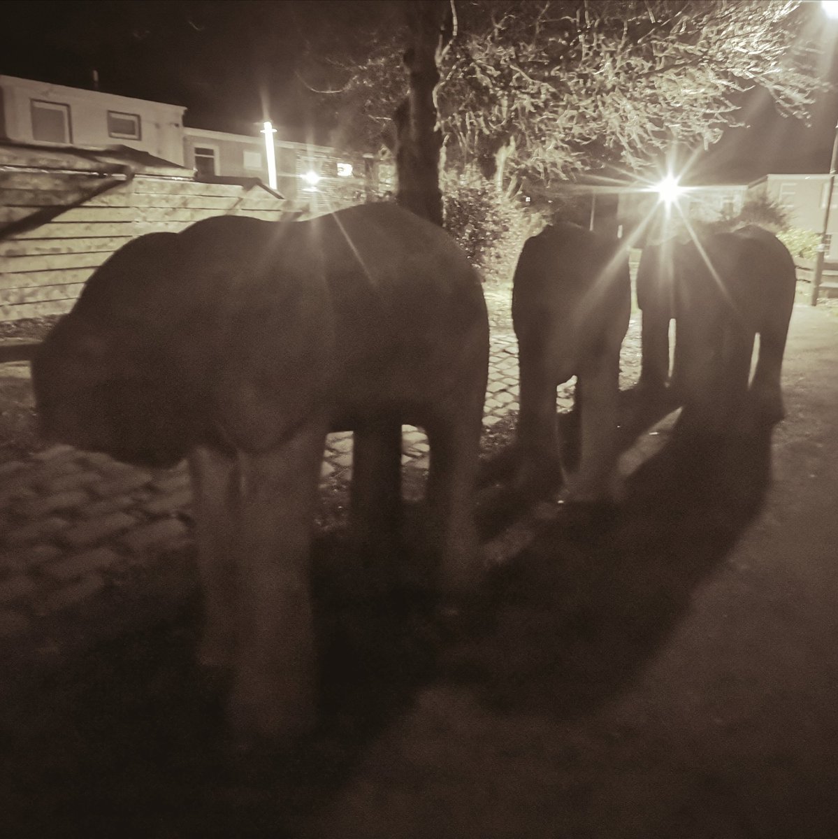 susiewoosie73's tweet photo. @mark_bonnar @BBCScotland The trunk was used as a step to climb up onto the elephants 🐘🐘🐘🐘 Great fun as a child. https://t.co/93bmor1jkv
