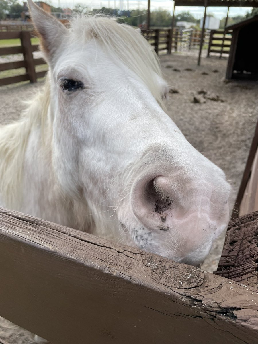 DeenasDays's tweet photo. Spent the morning walking around the ranch and spending time with the animals at the Petting Farm
#riverranch 🐎 https://t.co/iBFJg6nfEq