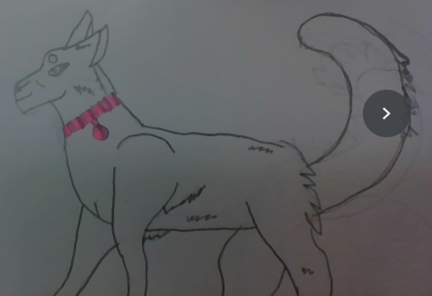 ridge_rough's tweet photo. this is my cat @ChapterChatNZ #bayley https://t.co/uL5hR9LiSw