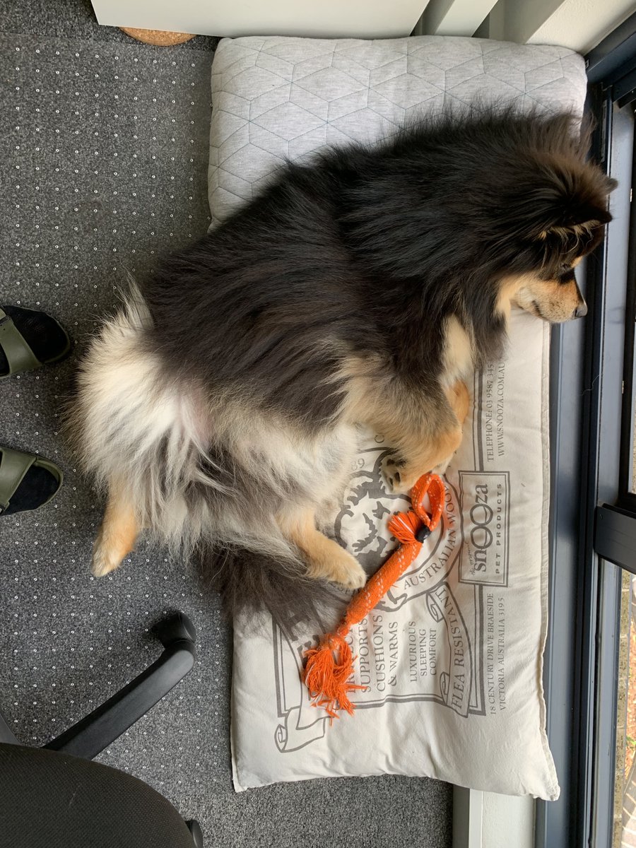 hyperanna_AI's tweet image. #DogsofHyperAnna | While my human is hard at work, I decided to take a nap and dream about playing &apos;fetch&apos; in the park instead! 🐶💤

#HyperAnnaAI #HyperAnnabyAlteryx #HyperAnnaTeam