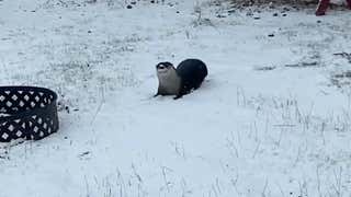 https://t.co/1I8zSK1Mte  Adorable Otter Clowns Around in Snow
December 2, 2021

Otters are known for their playful antics -- and watching this one enjoy the freshly fallen snow in Minnesota is priceless. https://t.co/MLJRko5Exd