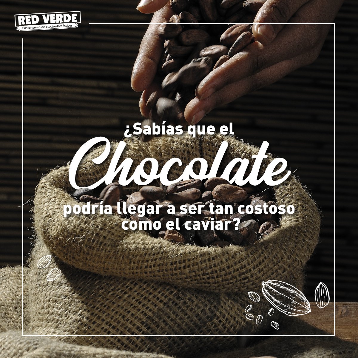 redverdecol's tweet photo. ¿#SabíasQue debido al cambio climático, el cultivo de cacao podría dificultarse, lo cual genera un aumento de precio cada vez mayor? Esto significa que algo tan habitual como una chocolatina 🍫 podría llegar a ser un bien de lujo tan exclusivo como el caviar 😱 #CambioClimático https://t.co/6Bm6lzbps5