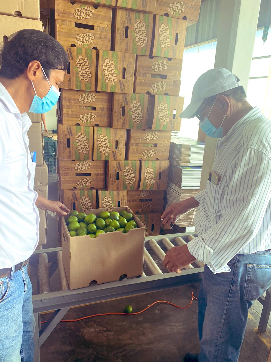ECODANIMARMX's tweet photo. Los productores participando en el proceso, conociéndolo, siendo parte de el.👨🏽‍🌾
#ecodanimar #sustentable #organico #limon #persa #mexico https://t.co/CfNIPssS2w