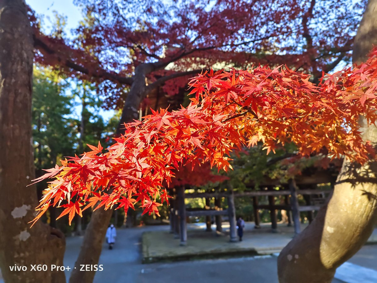 WerthLeon1's tweet photo. #おはようございます
遅めの秋を2つ見つけました。
1。視覚の秋
#iPhone13Pro vs. #X60ProPlus https://t.co/Ne3RCpilUc