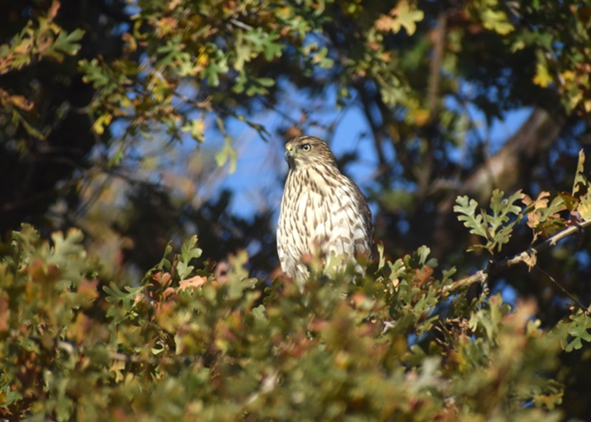NatomasBasin's tweet photo. A cooper hawk surveys the land from atop a tree at TNBC preserve.

#cooperhawk #hawk #wildanimals #refuge
https://t.co/yMgrf92OlV https://t.co/FMk6S6hqTS