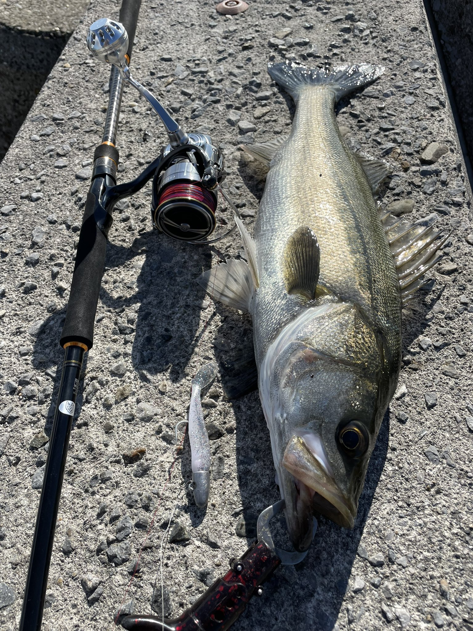 Fisher M I Pa Twitter 四日市エリア ベイトに鳥が刺す状況 開始一投目でシーバスヒット その後間もなくマゴチ追加 その後は ショートバイトに泣かされた マゴチ シーバス カサゴ メジャークラフト トリプルクロス Daiwa 19セルテート エコギア ドリーム