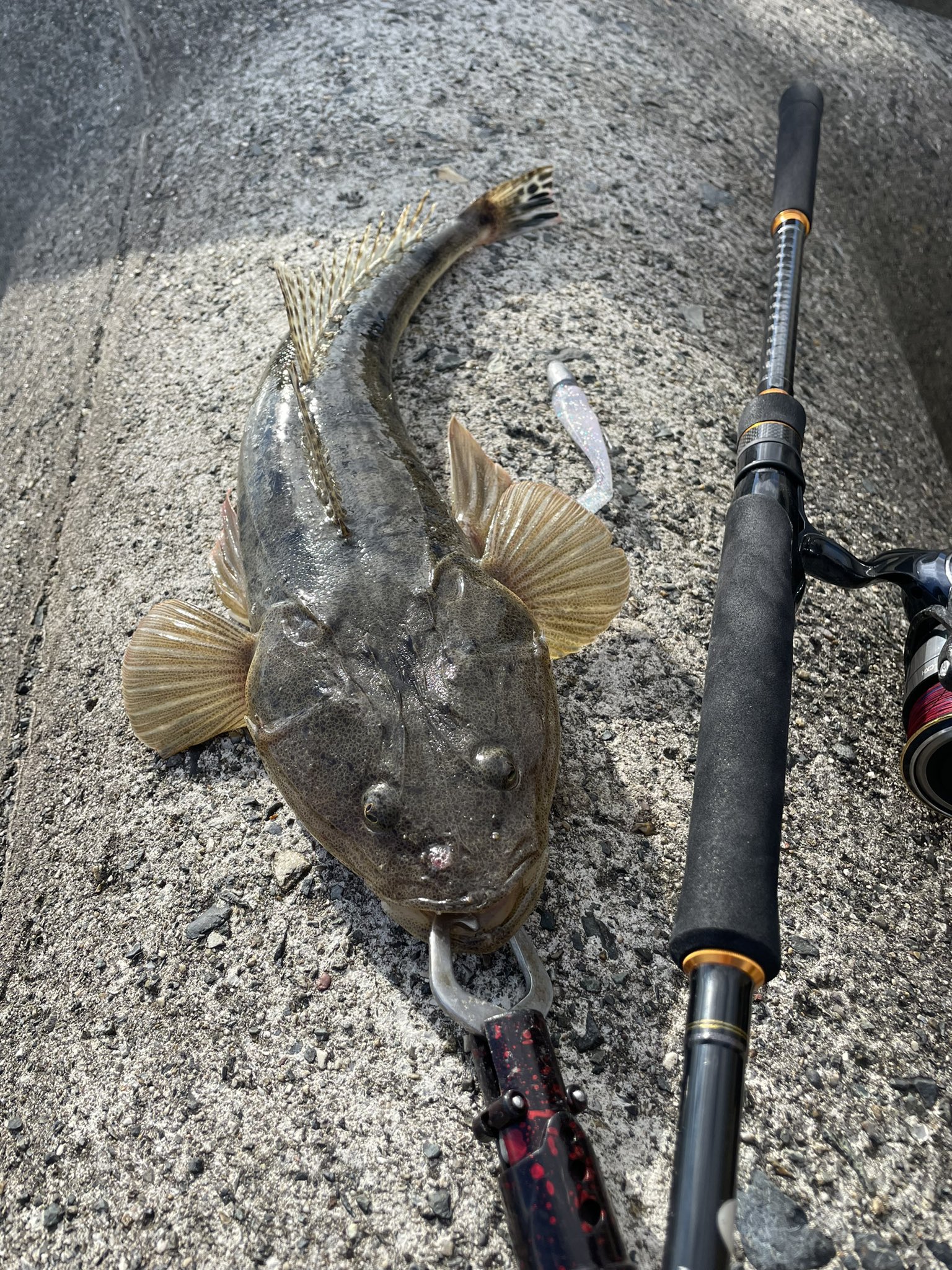 Fisher M I Pa Twitter 四日市エリア ベイトに鳥が刺す状況 開始一投目でシーバスヒット その後間もなくマゴチ追加 その後は ショートバイトに泣かされた マゴチ シーバス カサゴ メジャークラフト トリプルクロス Daiwa 19セルテート エコギア ドリーム
