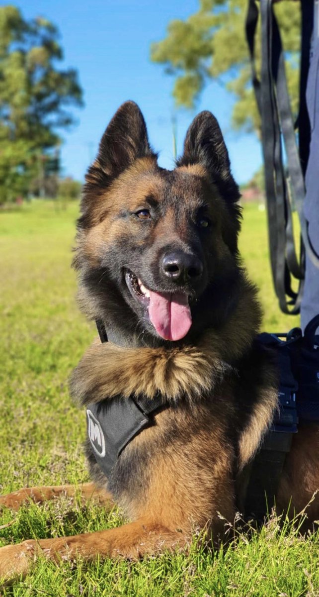 CaninePolice's tweet image. Congratulations to First Class Constable Jayden Elphick &amp;amp; his dual purpose K9 

🐾PD Ace🐾

Ace and his handler will go on to do great things here at Canine Section! 

Including apprehending violent offenders, detecting narcotics, tracking offenders &amp;amp; more

#DogsofTwittter