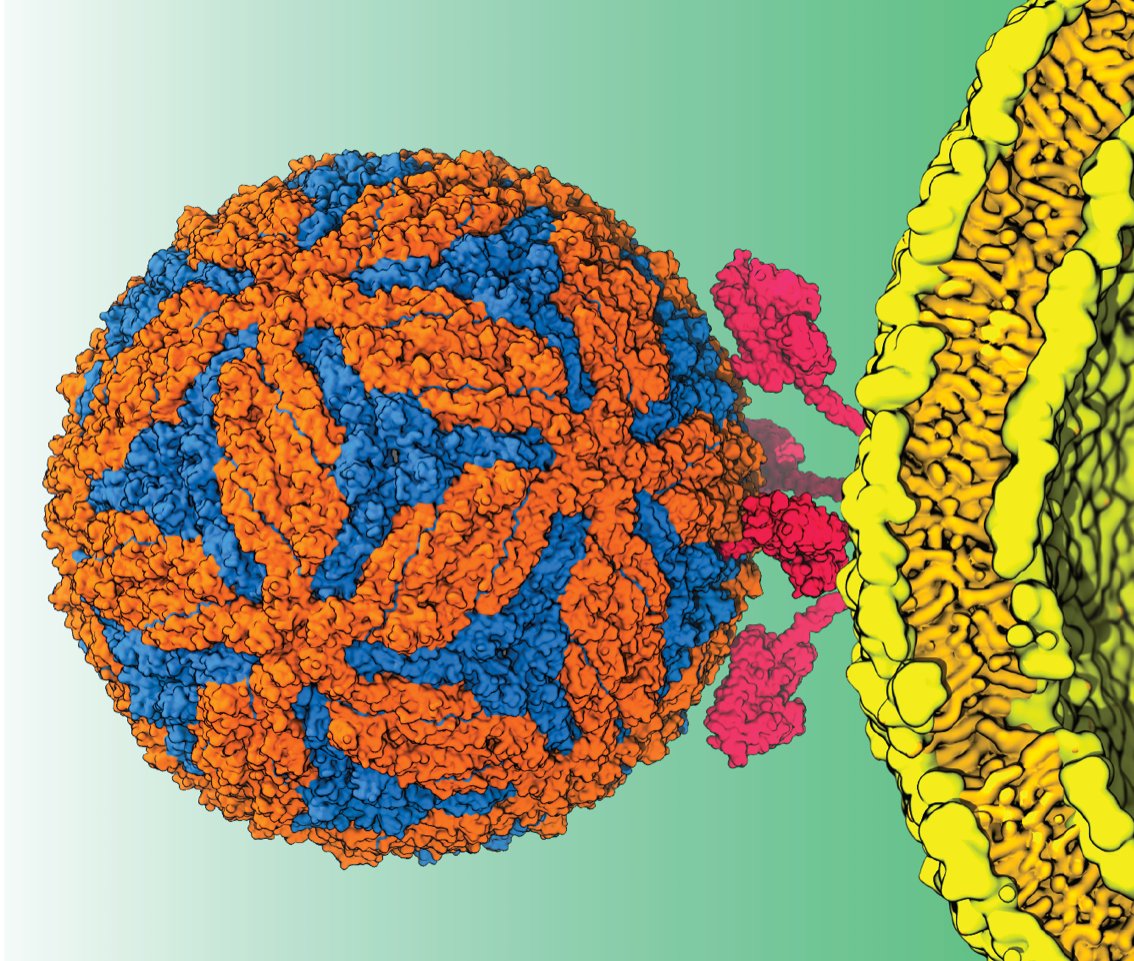 The #exascale #supercomputer #Frontier <a href="/OLCFGOV/">OLCF</a> will soon offer a more complete picture of virus protein structure and motions, which will help with new therapies. <a href="/emadtaj/">Emad Tajkhorshid, PhD</a> of <a href="/Illinois_Alma/">University of Illinois</a> and his team will start by simulating the Zika virus.  ascr-discovery.org/2021/12/protei… #HPC