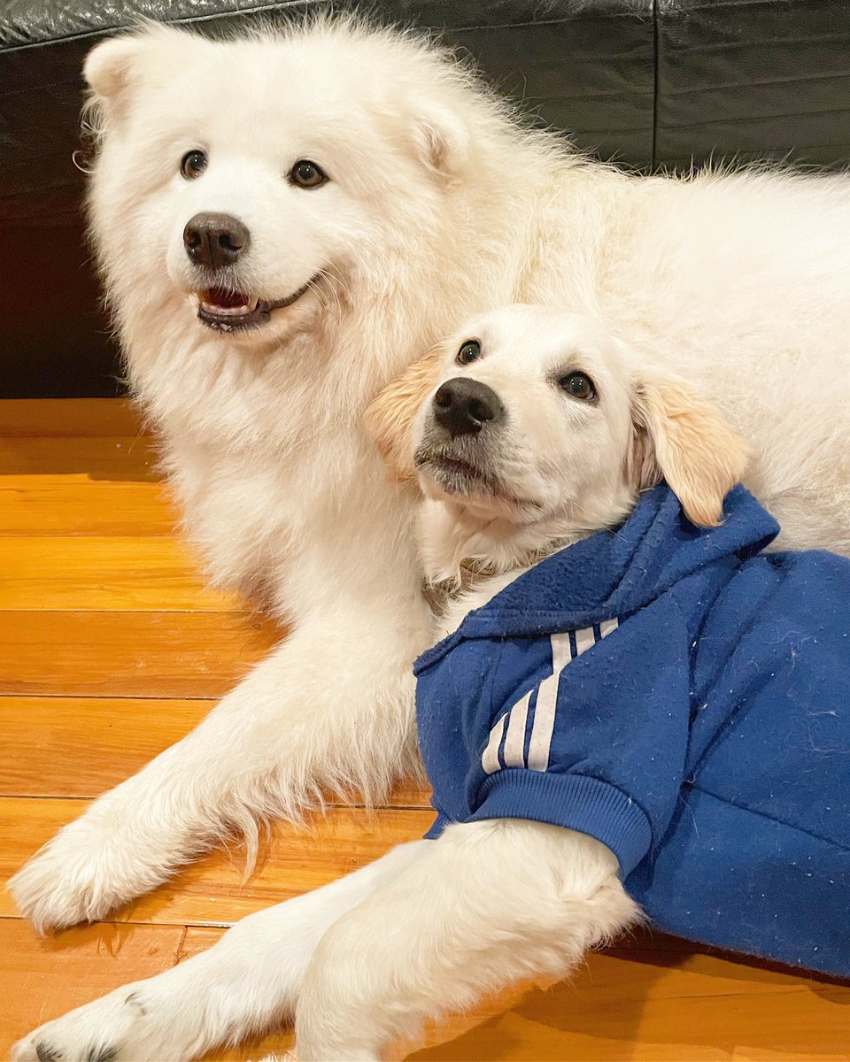 Denji (@denjisen) on Twitter photo Hey <a href="/Monstercat/">Monstercat</a> , my pets (Silvia and Summer) song pick is <a href="/dexterkingmusic/">DEXTER KING</a> and <a href="/aviellamusic/">Aviella</a> - Get to know you 🐻❄️🐱 #cotwradio #cotw Hey <a href="/Monstercat/">Monstercat</a> , my pets (Silvia and Summer) song pick is <a href="/dexterkingmusic/">DEXTER KING</a> and <a href="/aviellamusic/">Aviella</a> - Get to know you 🐻❄️🐱 #cotwradio #cotw