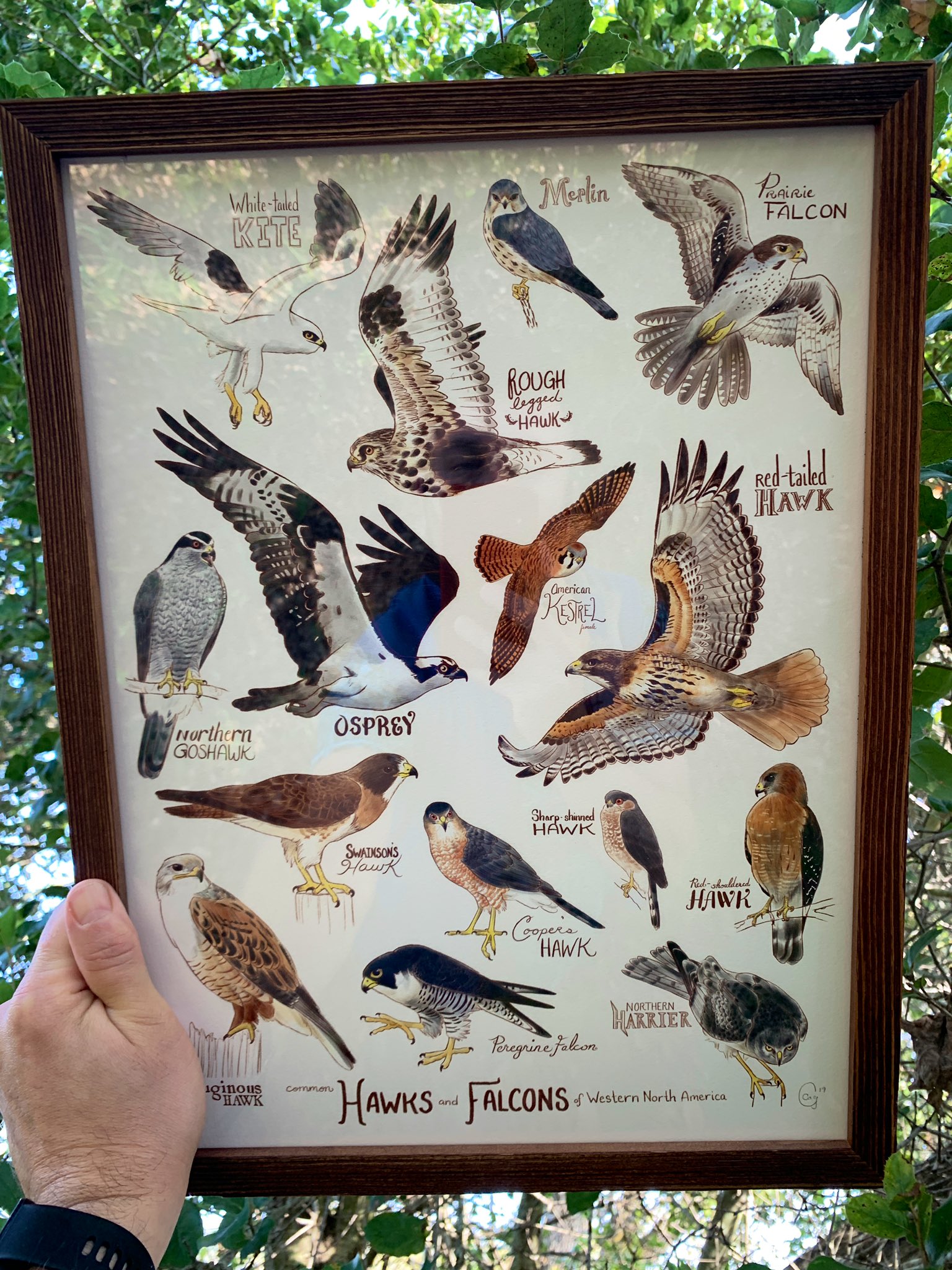 Birds of Prey of North America Giant Poster