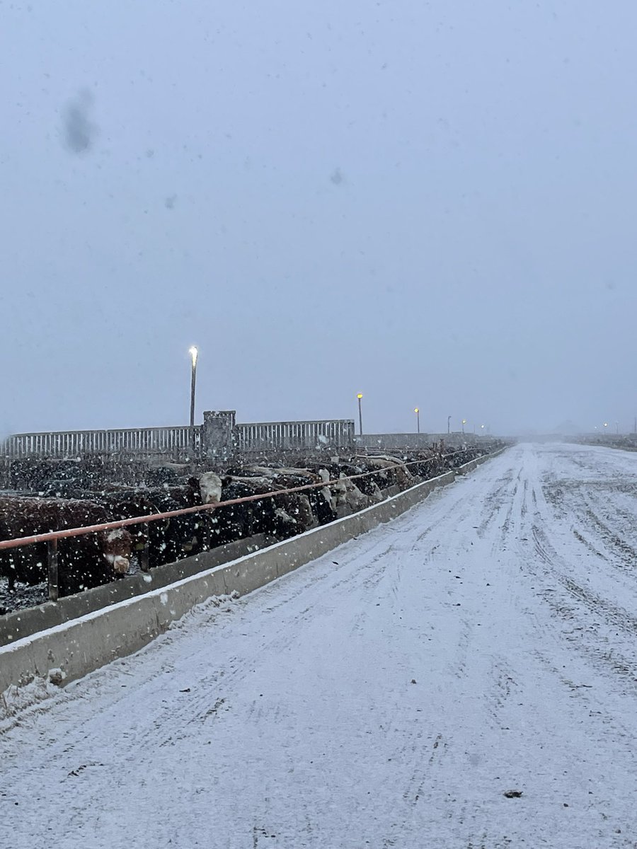 inkster91's tweet photo. Snowy evening on the feedlot https://t.co/npEPiJJWX5